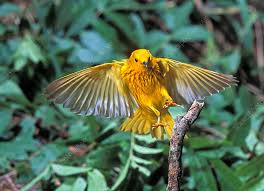 Image result for Dendroica petechia