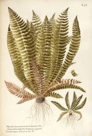 Attēlu rezultāti vaicājumam “Polystichum lonchitis”