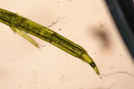 Attēlu rezultāti vaicājumam “Chara globularis”