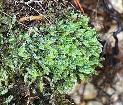 Attēlu rezultāti vaicājumam “Pseudotaxiphyllum elegans macro”