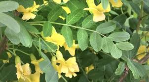 Attēlu rezultāti vaicājumam “Caragana arborescens”