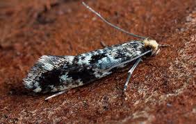 Attēlu rezultāti vaicājumam “Nemapogon cloacella”