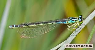 Attēlu rezultāti vaicājumam “Coenagrion armatum female”