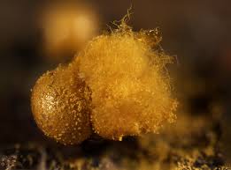 Attēlu rezultāti vaicājumam “Trichia erecta macro”