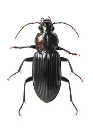Attēlu rezultāti vaicājumam “Coleoptera”