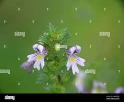 Image result for Euphrasia stricta