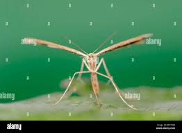 Attēlu rezultāti vaicājumam “Cnaemidophorus rhododactyla”