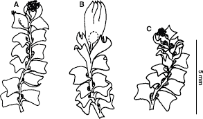 Attēlu rezultāti vaicājumam “Lophozia”