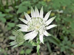 Attēlu rezultāti vaicājumam “Astrantia major leaf”