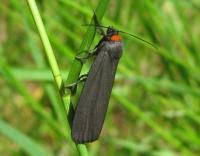 Attēlu rezultāti vaicājumam “Atolmis rubricollis”