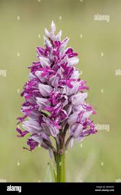 Attēlu rezultāti vaicājumam “Orchis militaris”