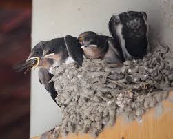 Attēlu rezultāti vaicājumam “Hirundo rustica juvenile”
