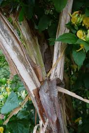 Attēlu rezultāti vaicājumam “Lonicera ferdinandii fruit”