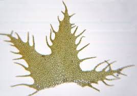 Attēlu rezultāti vaicājumam “Ptilidium ciliare”