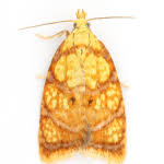 Attēlu rezultāti vaicājumam “Acleris bergmanniana”