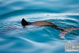 Image result for Phocoena phocoena