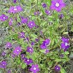 Image result for Legousia speculum-veneris