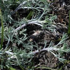 Attēlu rezultāti vaicājumam “Artemisia campestris”