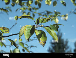 Attēlu rezultāti vaicājumam “Populus x jackii leaf”