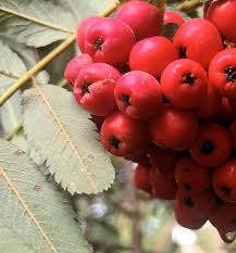Attēlu rezultāti vaicājumam “Sorbus”