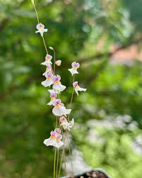 Attēlu rezultāti vaicājumam “Utricularia x neglecta leaf”