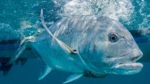 Image result for Petrus rupestris