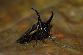 Attēlu rezultāti vaicājumam “Membracidae”