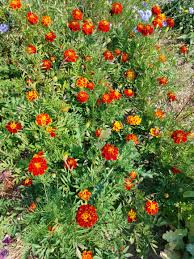 Attēlu rezultāti vaicājumam “Tagetes”