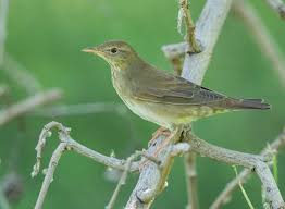 Image result for Locustella fluviatilis