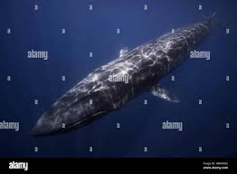 Image result for Balaenoptera omurai