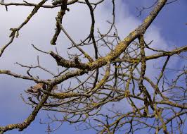 Attēlu rezultāti vaicājumam “Lichenoconium xanthoriae”