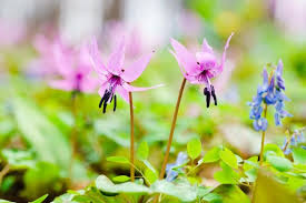 Attēlu rezultāti vaicājumam “Erythronium sibiricum flower”