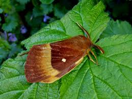 Attēlu rezultāti vaicājumam “Lasiocampa quercus”