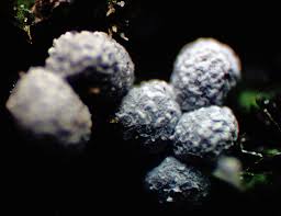 Attēlu rezultāti vaicājumam “Badhamia macrocarpa macro”