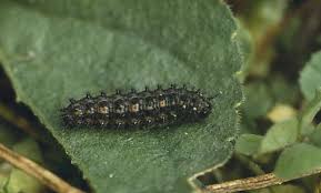 Attēlu rezultāti vaicājumam “Clossiana selene upperside”