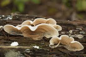 Attēlu rezultāti vaicājumam “Phlebia tremellosa”