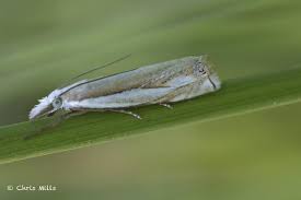 Attēlu rezultāti vaicājumam “Crambus”