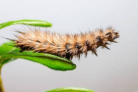 Attēlu rezultāti vaicājumam “Phragmatobia fuliginosa imago”