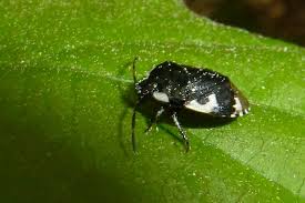 Attēlu rezultāti vaicājumam “Tritomegas bicolor imago”