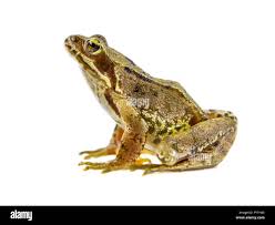 Attēlu rezultāti vaicājumam “Rana temporaria”