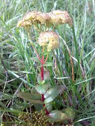 Attēlu rezultāti vaicājumam “Hylotelephium maximum flower”