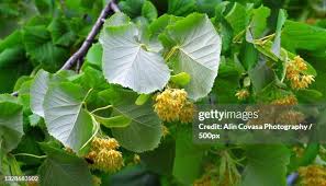 Attēlu rezultāti vaicājumam “Tilia tomentosa flower”
