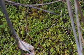 Attēlu rezultāti vaicājumam “Hypnum cupressiforme var. lacunosum”