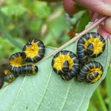 Attēlu rezultāti vaicājumam “Tenthredinidae”