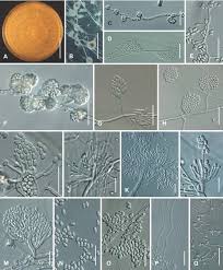 Attēlu rezultāti vaicājumam “Nectria sp., Neonectria sp.”
