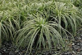 Attēlu rezultāti vaicājumam “Carex loliacea leaf”