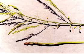 Attēlu rezultāti vaicājumam “Asparagus officinalis”