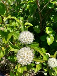 Attēlu rezultāti vaicājumam “Physocarpus opulifolius”