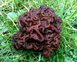 Attēlu rezultāti vaicājumam “Gyromitra esculenta”