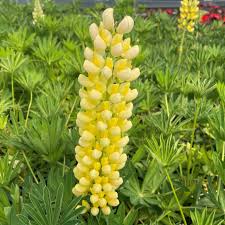 Attēlu rezultāti vaicājumam “Lupinus polyphyllus flower”